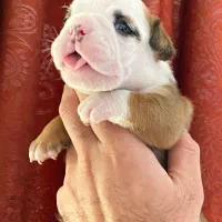 سگ انگلیش بولداگ اصیل|سگ|لواسان, |دیوار