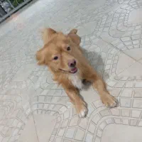 سگ ها فروشی خانگی|سگ|سرپل ذهاب, |دیوار