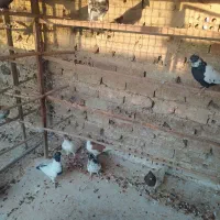 کبوتر رنگی سینه سیاه شهرستانی ریش افغانی