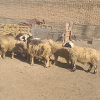 ۱۶ راس میش داشتی بره دار و مایه کرده گلونی