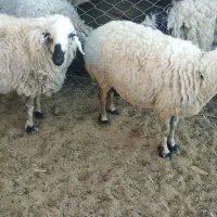 میش چاق بره چاق|حیوانات مزرعه|رفسنجان, |دیوار