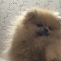 سگ گمشده نر در محدوده بهاران ۲/۱۹