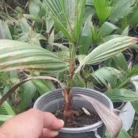 فتونیا بدون ریشه و باریشه پالم یاس پیتسپروم|گل و گیاه طبیعی|رودسر, |دیوار