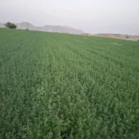 یونجه|خدمات باغبانی و درختکاری|بهبهان, |دیوار