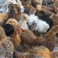 جوجه محلی گلپایگانی دانه ۱۵۰