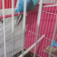 مرغ عشق انگلیسی. خیلی درشت. رنگ خواص|پرنده|قدس, شهرقدس|دیوار