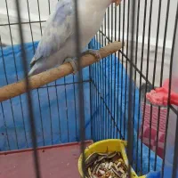 طوطی برزیلی نر