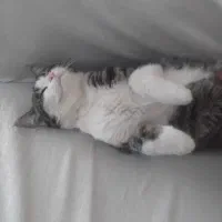 واگذاری گربه بصورت رایگان|گربه|بجنورد, |دیوار