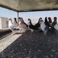 کبوتر کفتر بومب رنگه|پرنده|مشهد, منزل آباد|دیوار