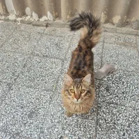 گربه پرشین نر|گربه|اصفهان, امیرعرب|دیوار