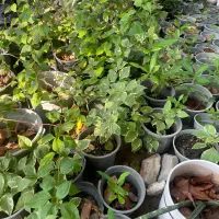 انواع نهال بومی