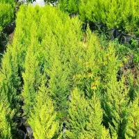 کاج لاوسون گلدان۳/۵و۷و۱۲|گل و گیاه طبیعی|کلاچای, |دیوار