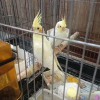 پرنده|پرنده|چهاردانگه (تهران), |دیوار