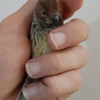 گلبسر سهره قناری