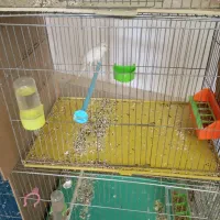 قناری ماده سوپر