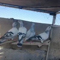کفتر شامی