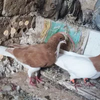 ساده هفت رنگ نر پرخال و یک خال ساده زرد  نر چادری