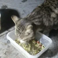 واگزاری گرپه خانگی