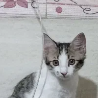 گربه نر|گربه|پاکدشت, پاکدشت (مامازند)|دیوار