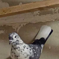 کبوتر|پرنده|کرمانشاه, |دیوار