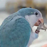 هشت جفت راهب بالغ و مولد