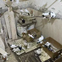 کبوتر  طوقی سوالا