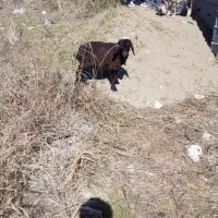 فروش بره ماده افشاری