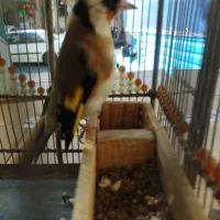 سهره نر دستی|پرنده|تبریز, |دیوار