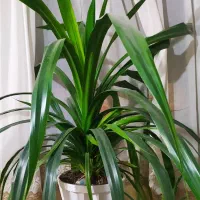 گل پاندانوس