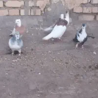 هفت عدد کفتر هوایی به ظمانت|پرنده|بردسکن, |دیوار