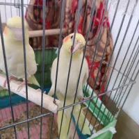 عروس هلندی دستی خونگی