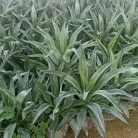 اگاو