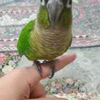گرینچیک