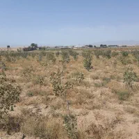 زمین-پسته-5-هزار-متر