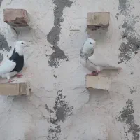 کبوتر‌‌کلفه‌‌ناب