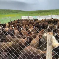 بره ییلاقی قزل افشار ۱۳۰ راعس
