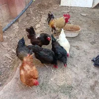 مرغ وخروس فروشی یا معاوضه با جوجه بوقلمون
