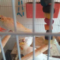 جوجه عروس هلندی تازه دانشور شده