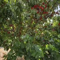 255-متر-باغ-سنددار-رباط-کریم