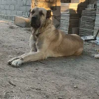 سگ گله|سگ|مشهد, توس (بلوار توس)|دیوار