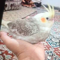 عروس هلندی گمشده|حیوانات|زابل, |دیوار