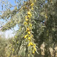 نهال سنجد( درختچه سنجد )