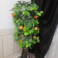 فروش درختچه سالم در حد نو