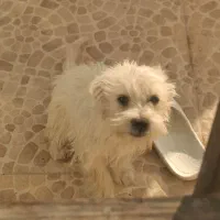 سگ بازیگوش|سگ|شاهرود, |دیوار