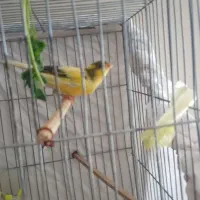 قناری قورولتی بخوان|پرنده|اردبیل, |دیوار