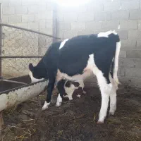 گوساله ماده جنس شیری|حیوانات مزرعه|گمیشان, |دیوار