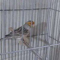 قناری تو باز. اورجینال