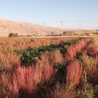 فروش جارو عمده چغندر نرم ورسیده