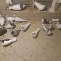 کفتر