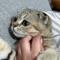 گربه اسکاتیش